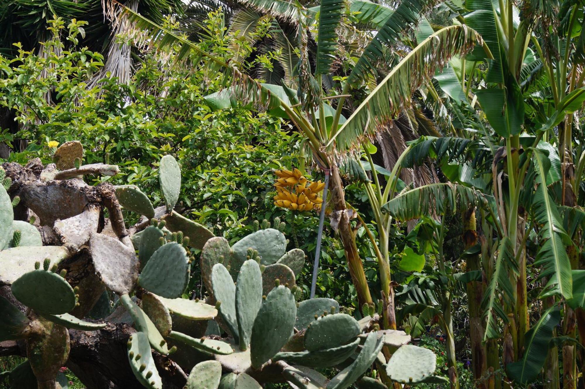 Villa La Casita Del Jardinero Los Llanos De Aridane Esterno foto