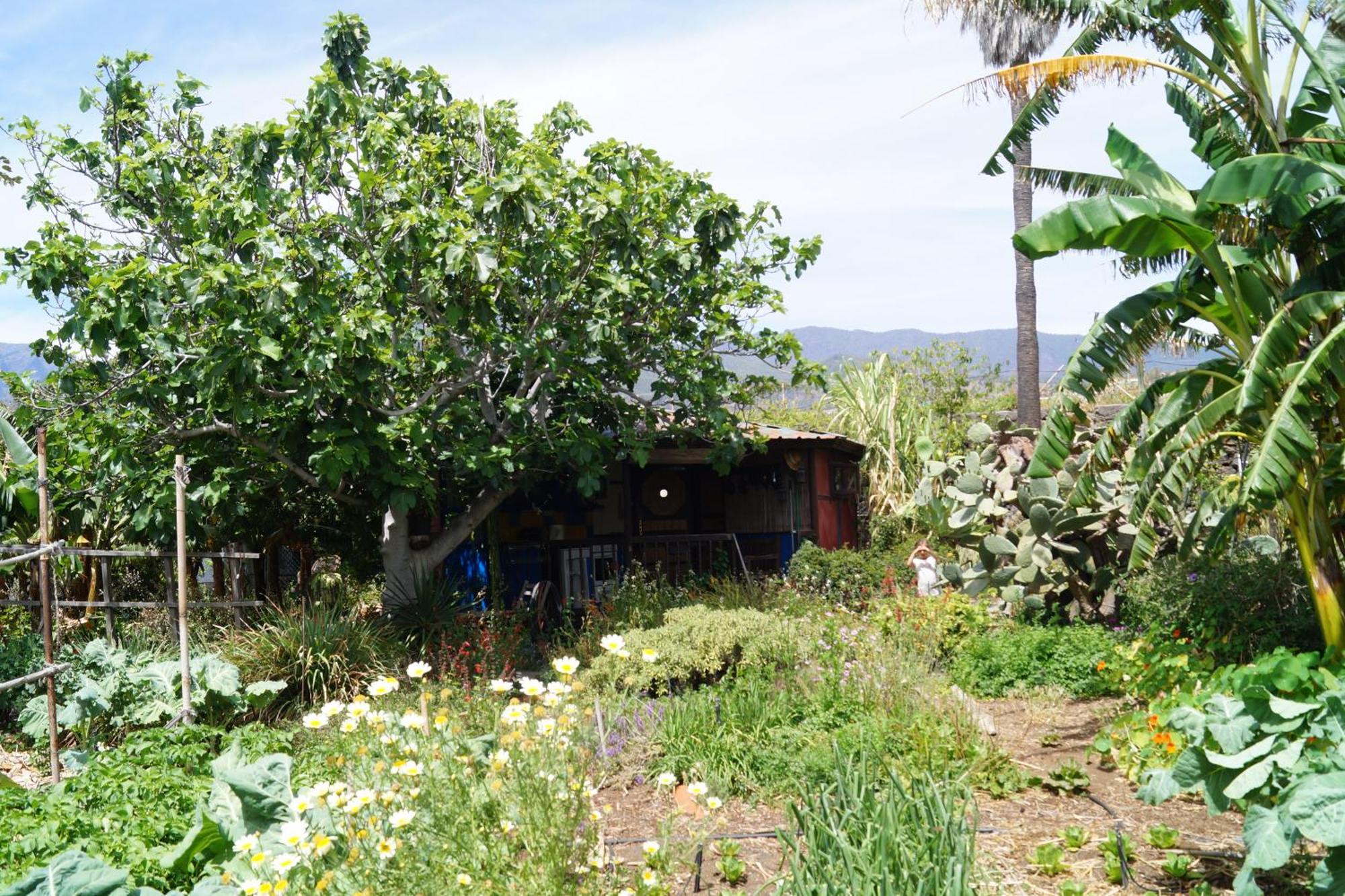Villa La Casita Del Jardinero Los Llanos De Aridane Esterno foto